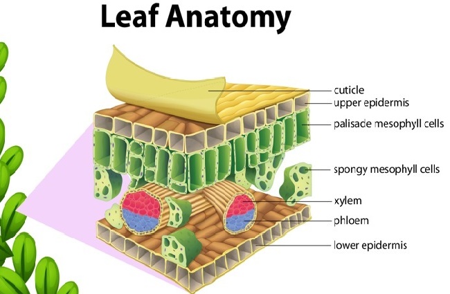 leaves structure and function